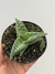 Aloe Variegata - pote 11 - comprar online