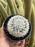 Mammillaria Bocasana - pote 11