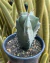 LEMAIREOCEREUS PRUINOSOS - pote 14