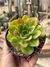 Echeveria Salsa verde - pote 11