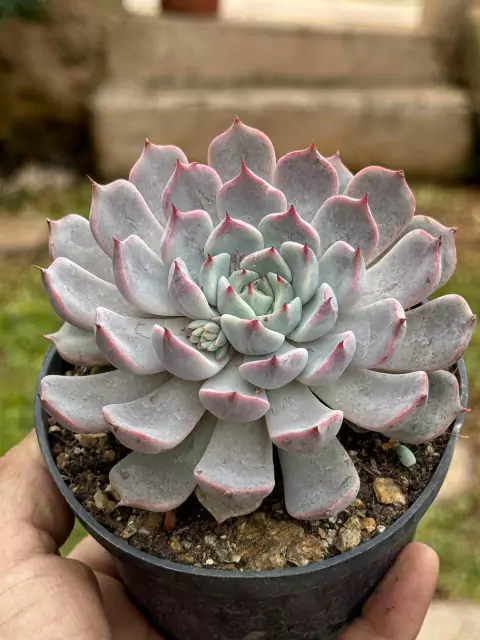 Echeveria Texensis - pote 11