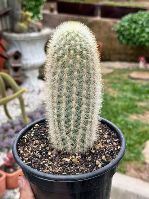 Weberbauerocereus Rauhii - pote 14