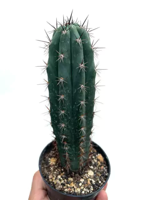 Trichocereus Macrogonus var. pachanoi - pote 11