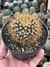 Mammillaria Nivosa - pote 11