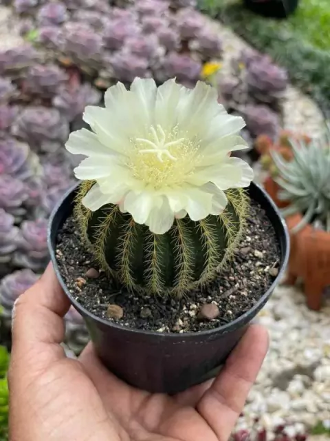 Parodia Warasii - pote 11