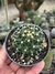 foto do cacto Mammilaria Sinuosa