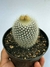 Notocactus Scopa - pote 11