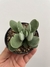 Crassula cotyledom’s – pote 11 - comprar online