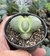 Pleiospilos Neli - pote 9 - comprar online
