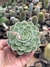 Echeveria Onslow - pote 11