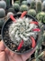 Mammillaria Nejapenses - pote 11