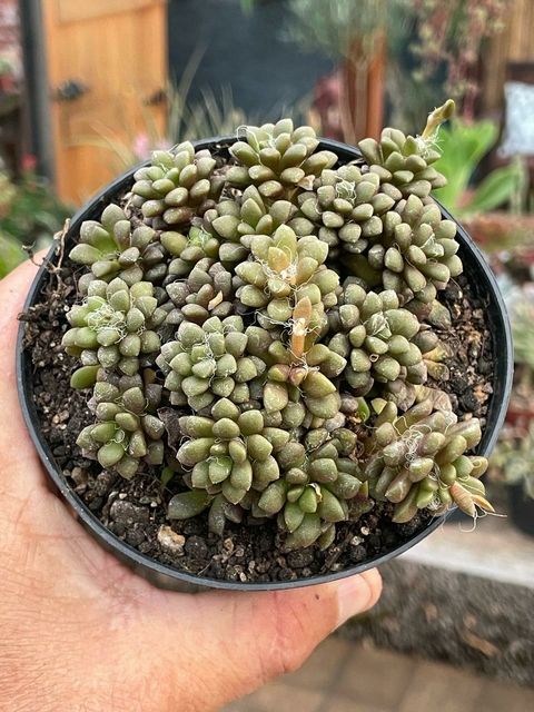 Anacampseros Vanthielii - pote 11