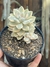 Graptopetalum "Victor Kane" - pote 9 - comprar online