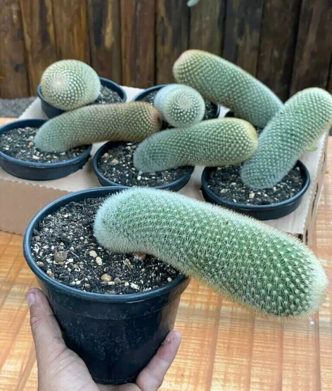 Mammillaria pilcayensis - pote 14 (valor unitário)