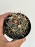 Ferocactus macrodiscus - pote 7