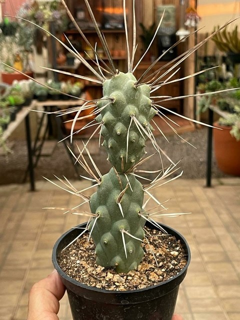 Tephrocactus Paediophilus - pote 11