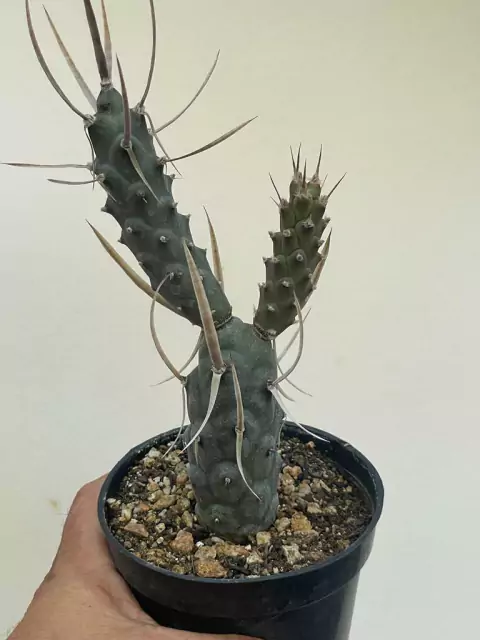Tephrocactus aoracanthus - pote 11 - comprar online
