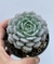 Echeveria Clara - pote 11