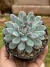 Echeveria Pink Edge - pote 11