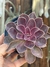 Echeveria Red Magic - pote 11