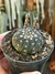 Gymnocalycium ragonesei - pote 7 na internet