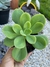 Echeveria Big Green - pote 11