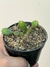 euphorbia stellata ( mudas pequenas como na segunda foto) - comprar online