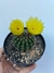 Notocactus Glaucinus - pote 11