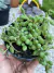 Curio herreanus (Colar de Melancia) - pote 11