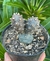 Tephrocactus articulatus - pote 7