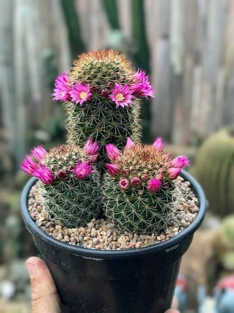Trio Mammillaria backebergiana - pote 14