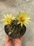 Thelocactus setispinus - pote 11