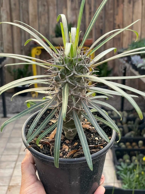 Palmeira de Madagascar Folha Cinza - pote 11
