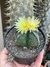astrophytum quadricostatum - pote 11