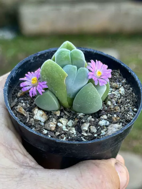Gibbaeum Dispar pt 7
