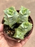 Crassula perforata - pote 11