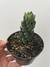 Haworthia coarctata - pote 11 - comprar online