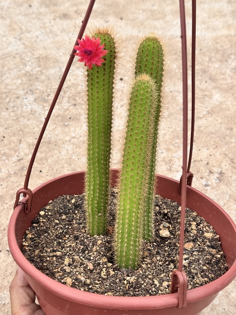 Rabo de raposa (cleistocactos samaipatanus) - cuia 18