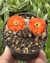 Rebutia pigmea v. Colorea pote 7 ( planta de porte pequeno)