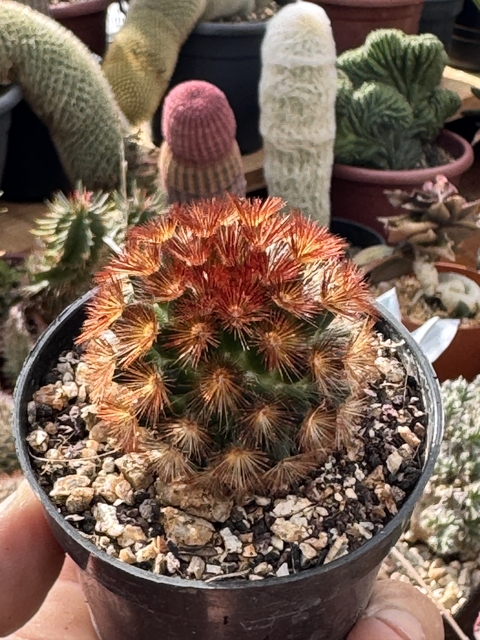 Mammilaria carminea pote 7