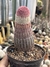 Echinocereus rigidissimus (cacto arco íris) pote 11 com raiz própria - comprar online