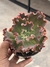 Echeveria kundry pote 11