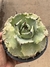 Agave potatorum Shoji raijin pote 11