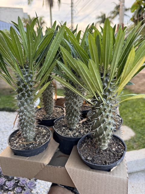 Palmeira de Madagascar - pote 11 - comprar online