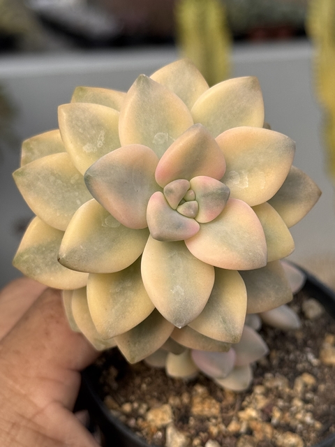 Graptopetalum "Victor Kane" - pote 9 - comprar online