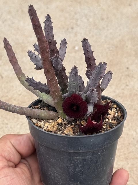 Orbea pendurata