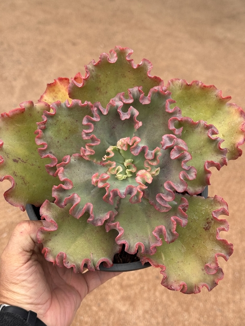Echeveria Milvus cuia 18