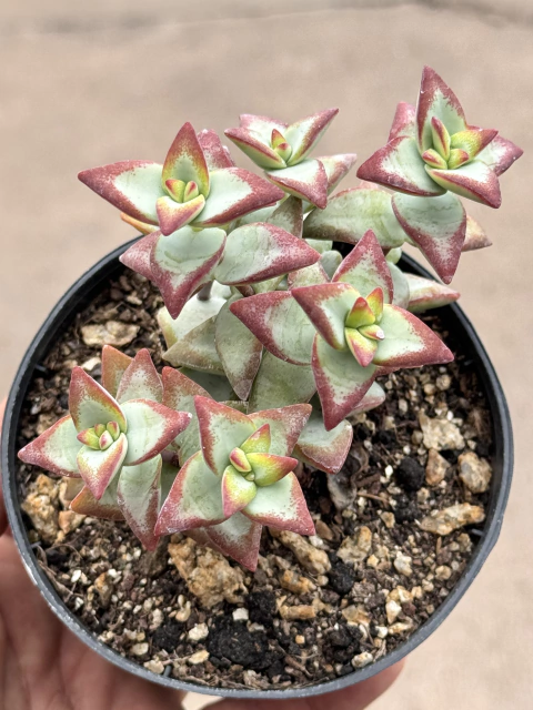 Crassula Sun Star - pote 11