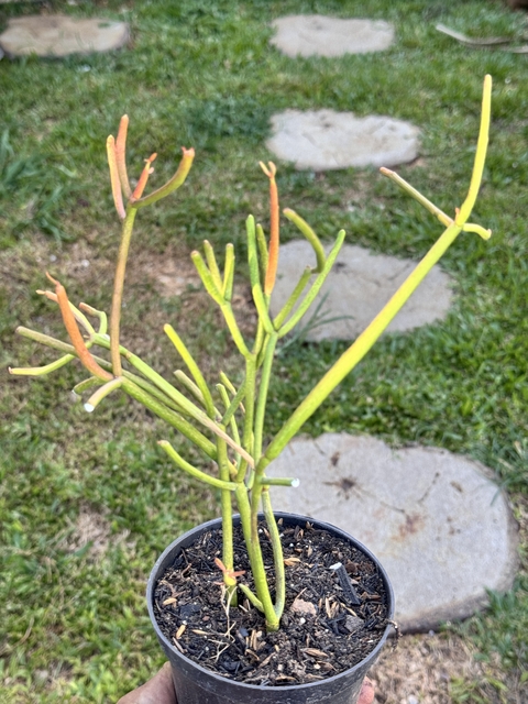 Planta aveliz (euphorbia tirucalli)