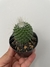 Mammillaria Pico - pote 7 - comprar online